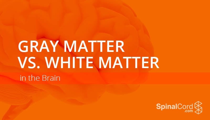 gray-matter-vs-white-matter-in-the-brain