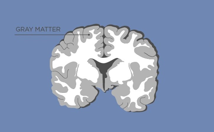 Grey Matter Vs White Matter In The Brain