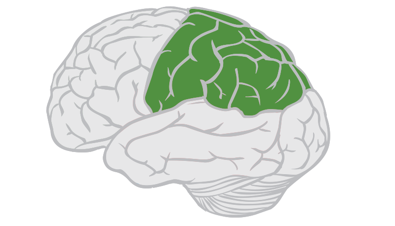 How Damage to the Frontal and Parietal Lobes Affects the Body