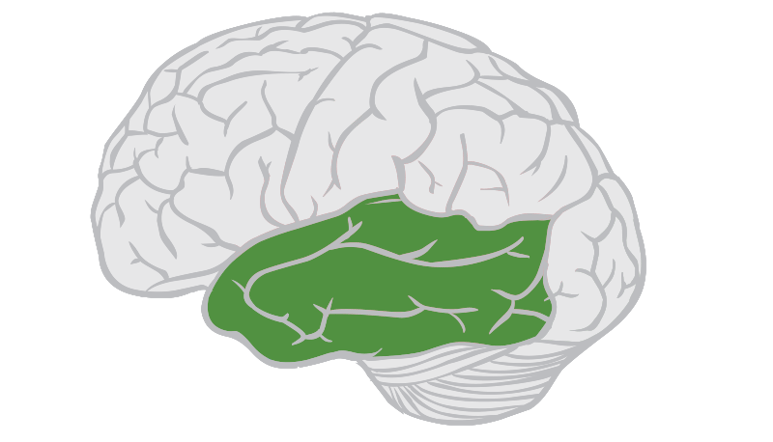 Temporal Lobe Function Location And Structure