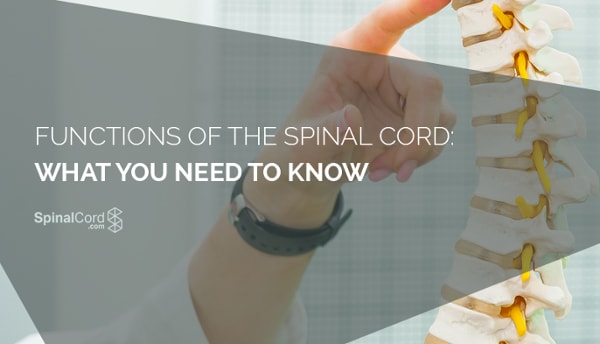 Functions Of The Spinal Cord What You Need To Know 2916