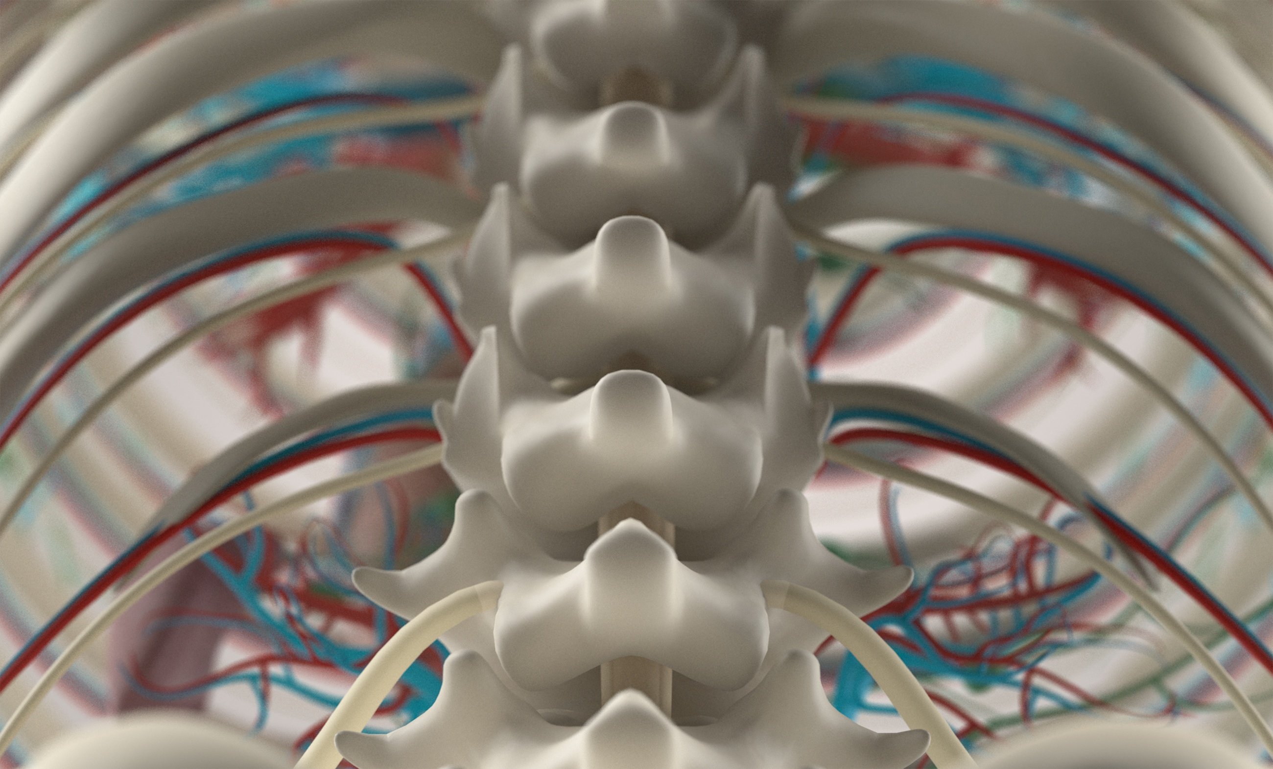 What Is The Main Function Of Spinal Cord